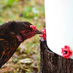 Why the Horizontal Side Mount Chicken Waterer is Essential for Your Flock