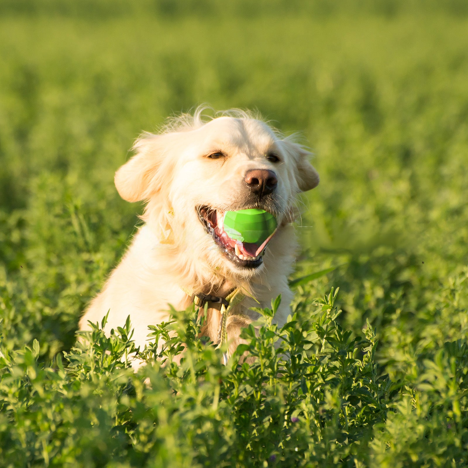 Interactive Squeaky Pet Chew Toy Rubber Dental Ball