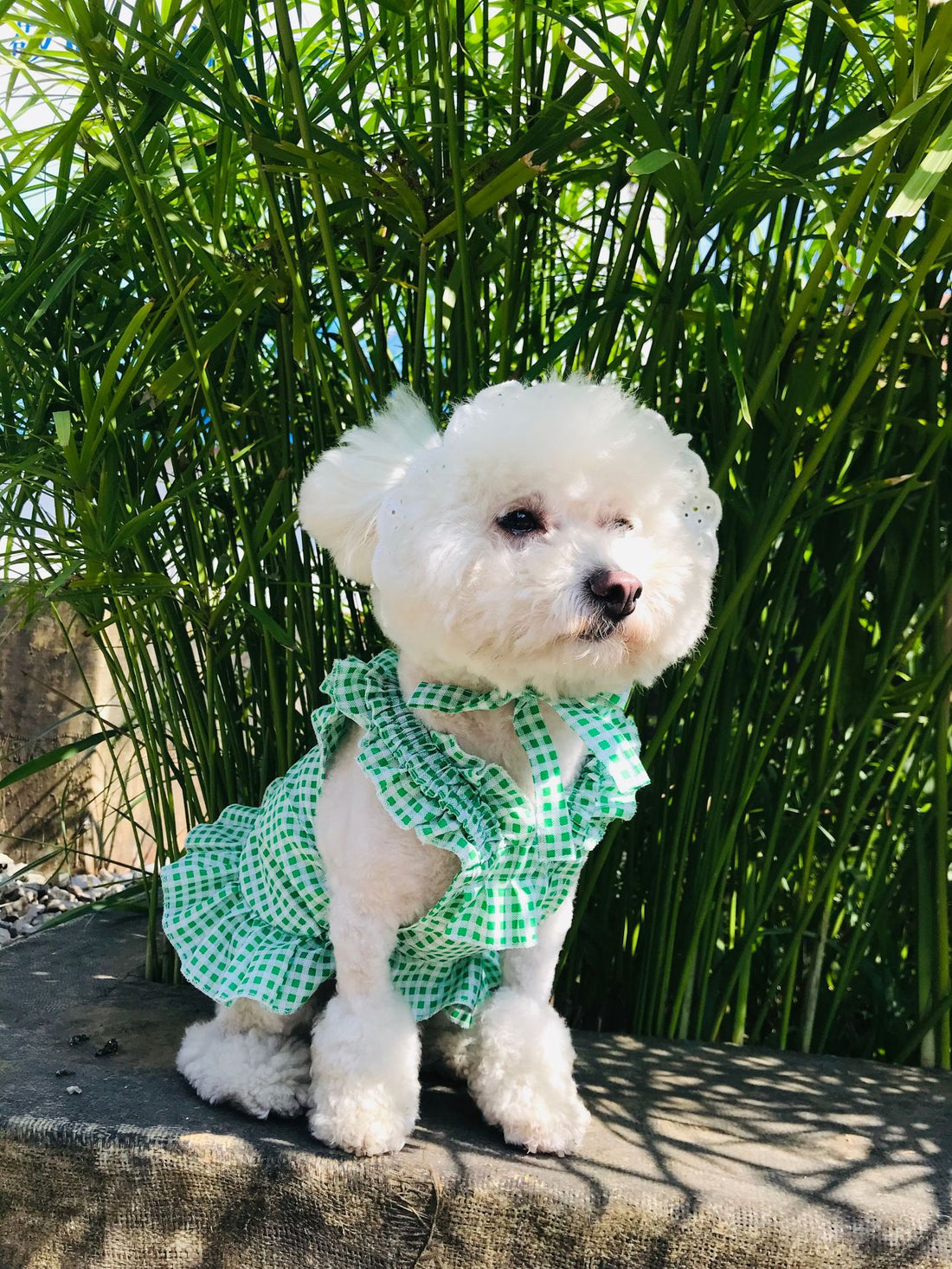 Creative Plaid Pet Dress Set For Pet Wear