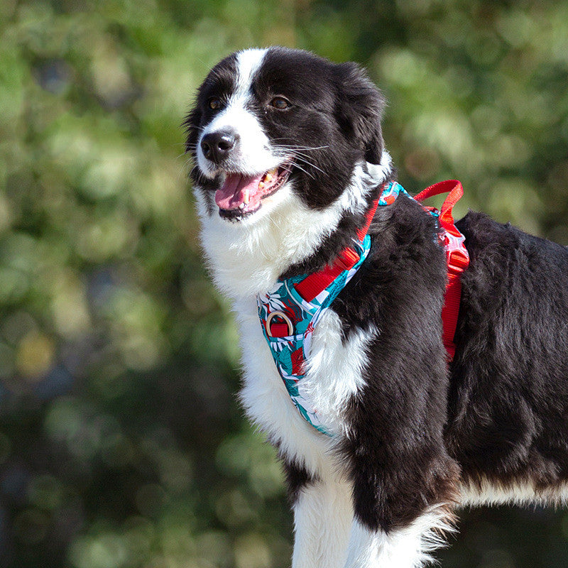 Adjustable Vest Style Pet Chest Harness Large Size