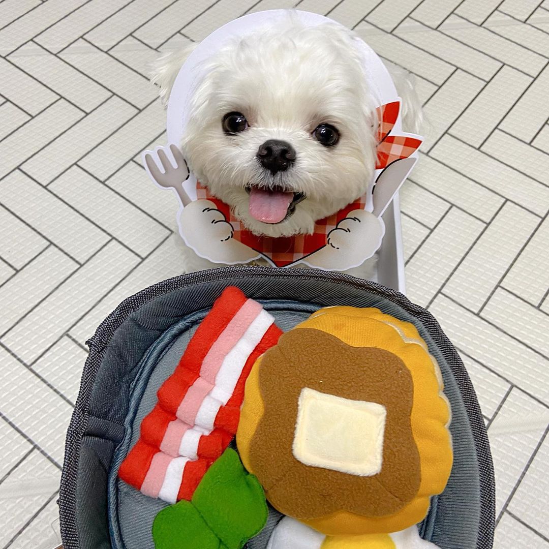 Food Hiding Puzzle Toys for Pets