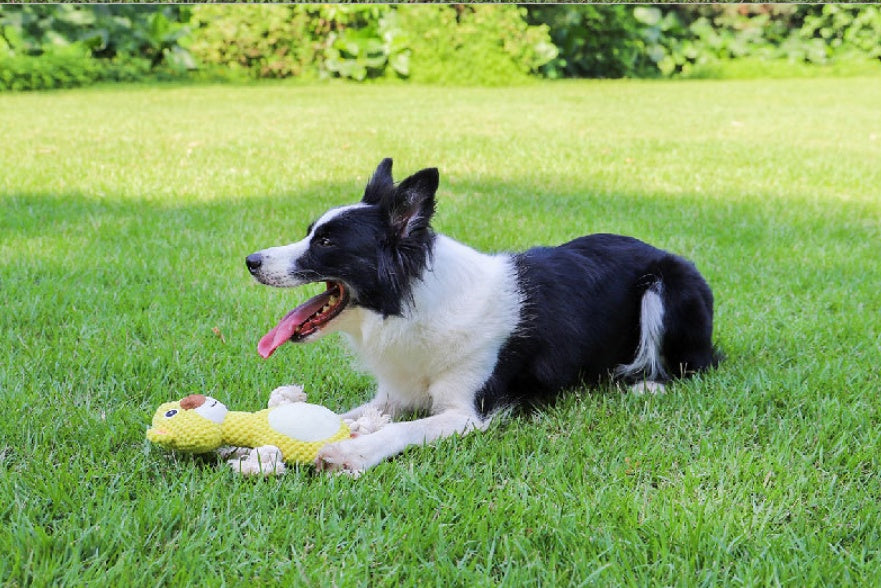 Bite Resistant Interactive Pet Toy For Pet Training