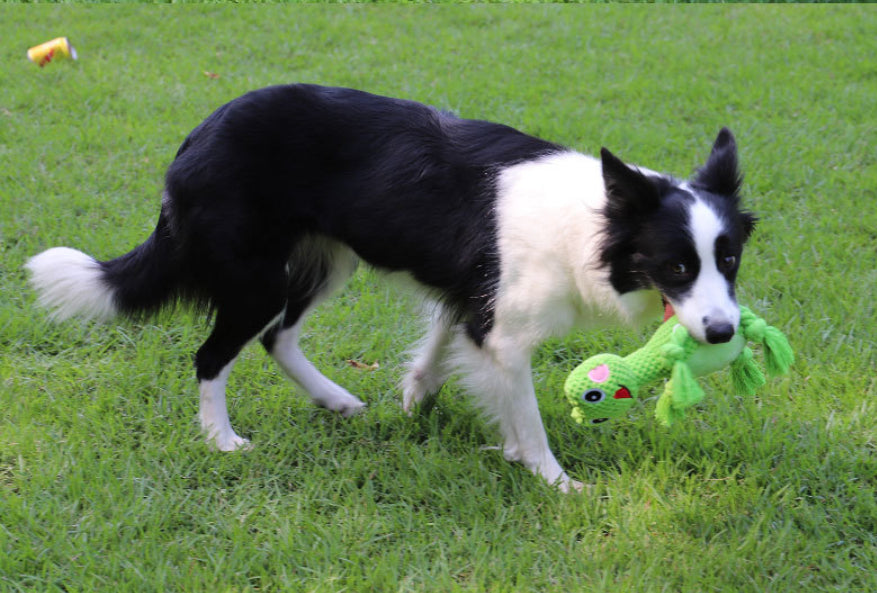 Bite Resistant Interactive Pet Toy For Pet Training