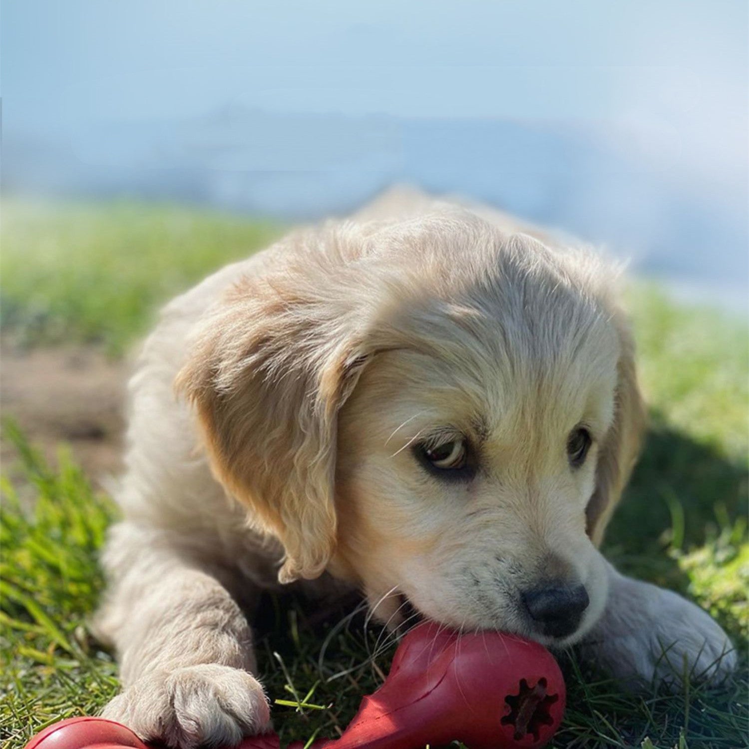 Bite-Resistant Rubber Grinding Toys for Pets