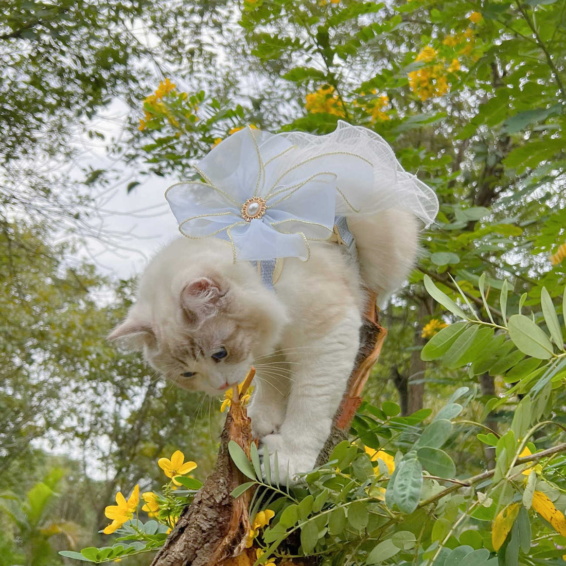 Multi-Layer Yarn Adjustable Leash for Pets