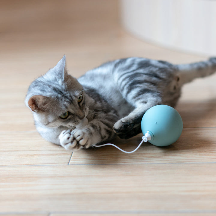 Funny Electric Interactive Pet Toy