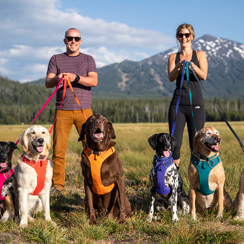 Adjustable Chest and Back Leash for Pets