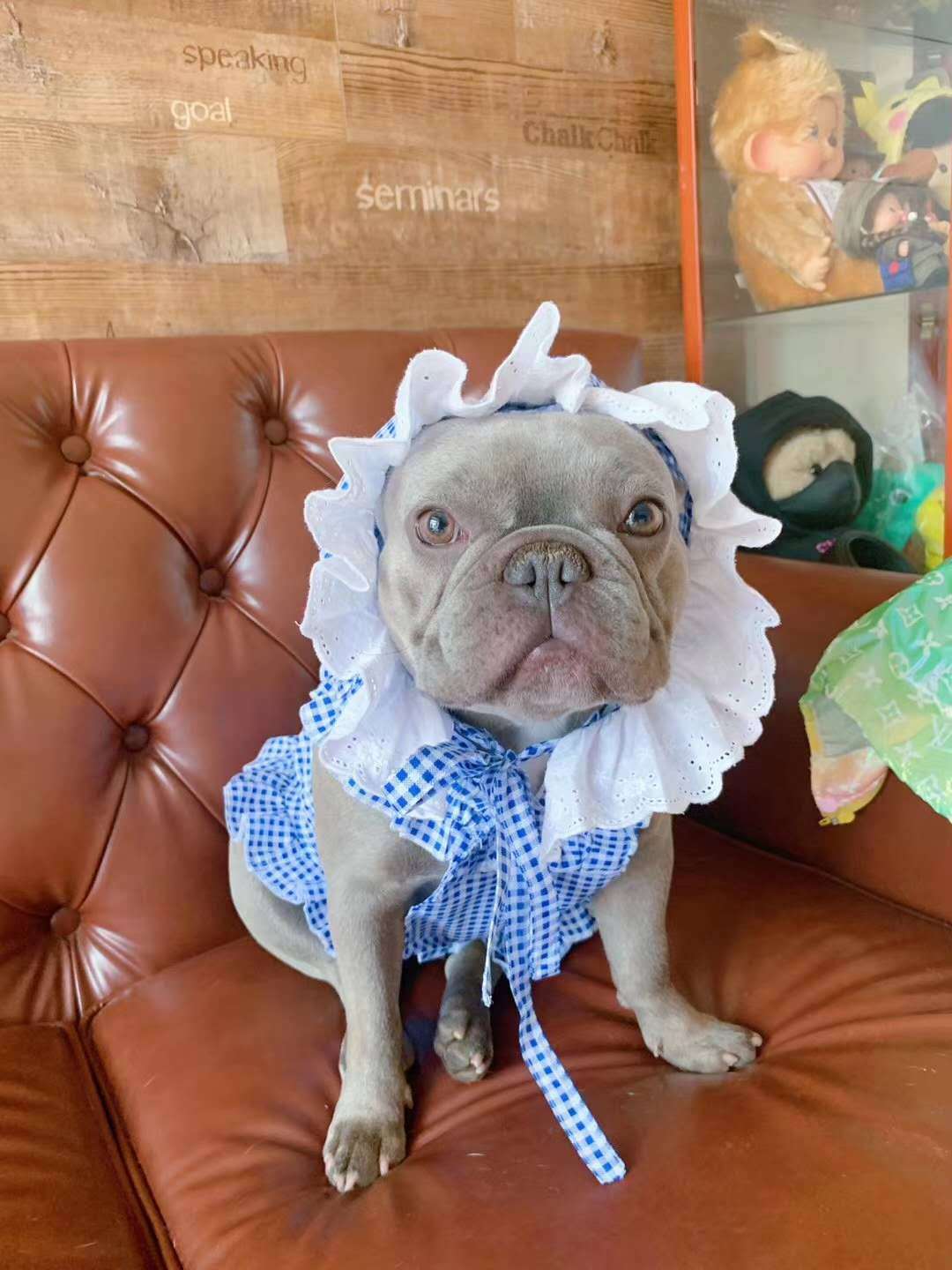 Creative Plaid Pet Dress Set For Pet Wear