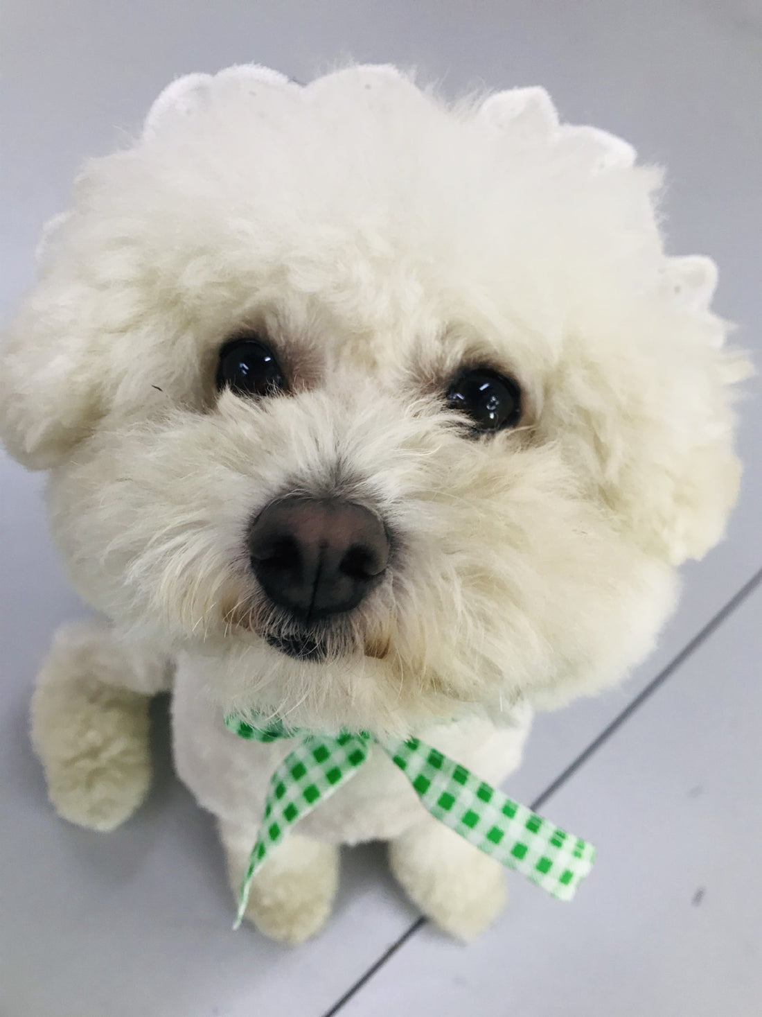 Creative Plaid Pet Dress Set For Pet Wear