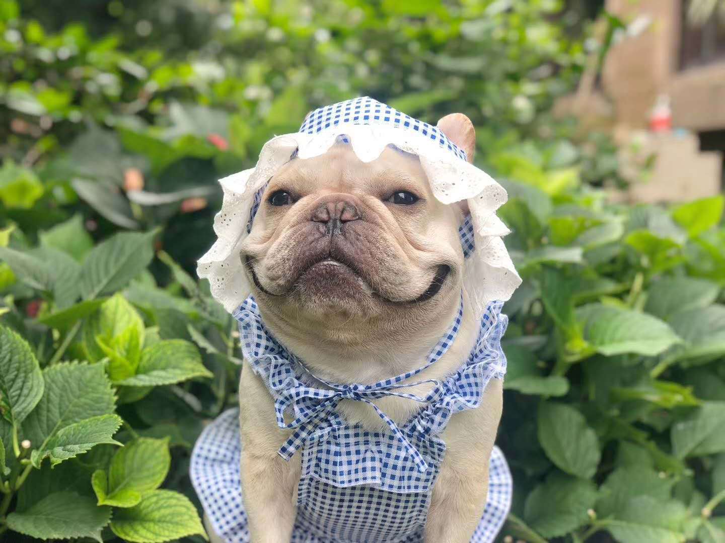Creative Plaid Pet Dress Set For Pet Wear